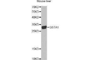 Western blot analysis of extracts of mouse liver, using GSTA1 antibody (ABIN1872910) at 1:1000 dilution. (GSTA1 anticorps)