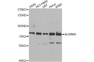 Western blot analysis of extracts of various cell lines, using ALKBH8 antibody (ABIN5974297) at 1/1000 dilution. (ALKBH8 anticorps)