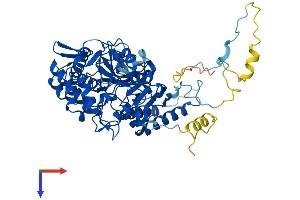AlphaFold protein structure predicition of Human Recombinant NT5C2 Protein, UniprotID P49902