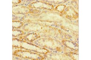 Immunohistochemistry of paraffin-embedded human kidney tissue using ABIN7172767 at dilution of 1:100
