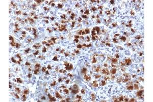 Formalin-fixed, paraffin-embedded human Pancreas stained with CELA3B Mouse Monoclonal Antibody (CELA3B/1757). (Elastase 3B anticorps  (AA 82-238))