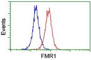 Image no. 16 for anti-Fragile X Mental Retardation 1 (FMR1) (AA 36-279) antibody (ABIN1491454)