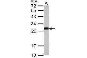 WB Image Sample (30 ug of whole cell lysate) A: NIH-3T3 12% SDS PAGE antibody diluted at 1:5000 (CSNK2B anticorps)