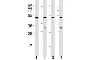 Western blot testing of GATA2 antibody at 1:2000 dilution.