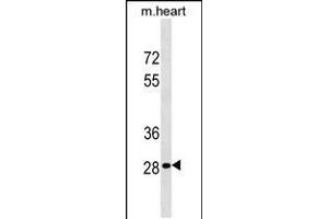 Western blot analysis in mouse heart tissue lysates (35ug/lane). (HOXB13 anticorps  (C-Term))