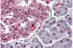 Human Pancreas: Formalin-Fixed, Paraffin-Embedded (FFPE) (c-MYC anticorps  (AA 408-439))