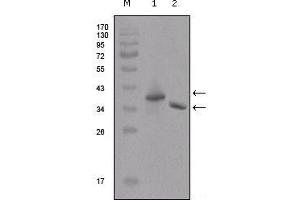 Western blot analysis using Flag mouse mAb against two different fusion protein (1), (2) with flag tag. (DYKDDDDK Tag anticorps)