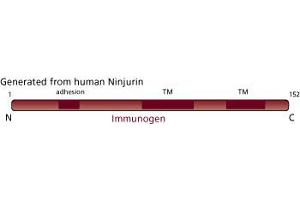 Image no. 3 for anti-Ninjurin 1 (NINJ1) (AA 1-152) antibody (ABIN968172) (NINJ1 anticorps  (AA 1-152))