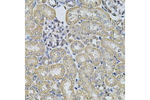 Immunohistochemistry of paraffin-embedded rat kidney using AP2A1 Antibody (ABIN2561135) at dilution of 1:100 (40x lens).