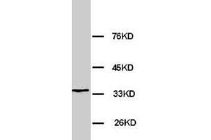 Western blot analysis of rat brain tissue lysate. (MORG1 anticorps  (AA 29-43))