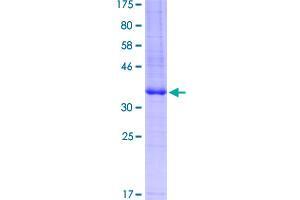 Adenosine A2a Receptor (ADORA2A) (AA 147-267) protein (GST tag)