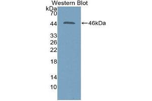 Western Blotting (WB) image for anti-Sialidase 1 (Lysosomal Sialidase) (NEU1) (AA 47-415) antibody (ABIN3201608) (NEU1 anticorps  (AA 47-415))