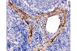 IHC-P: ADAM19 antibody testing of rat spleen tissue