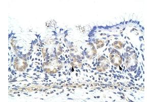ZNF322A antibody was used for immunohistochemistry at a concentration of 4-8 ug/ml to stain Epithelial cells of fundic gland (arrows) in Human Stomach. (ZNF322A anticorps  (C-Term))