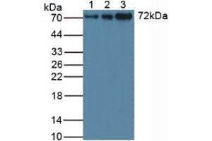 Figure. (STAM anticorps  (AA 196-465))