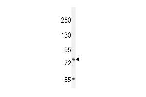 Western blot analysis in NCI-H460 cell line lysates (35ug/lane).