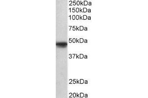 ABIN2564268 (1µg/ml) staining of A549 lysate (35µg protein in RIPA buffer). (POU3F1 anticorps  (AA 192-204))