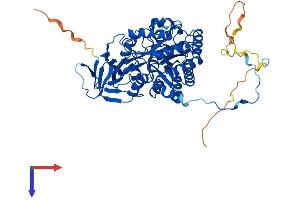 AlphaFold protein structure predicition of Human Recombinant DPYSL4 Protein, UniprotID O14531