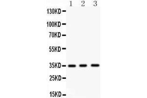 Anti- NKX2 Picoband antibody, Western blotting All lanes: Anti NKX2  at 0. (NK2 Homeobox 5 anticorps  (Middle Region))