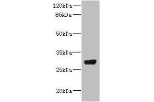 Western blot All lanes: CPSF4 antibody IgG at 4. (CPSF4 anticorps  (AA 1-244))