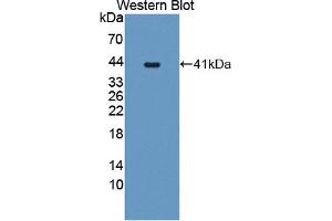 Figure. (PCSK5 anticorps  (AA 115-454))