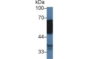Western Blot; Sample: Porcine Stomach lysate; Primary Ab: 2µg/ml Rabbit Anti-Human TUBd Antibody Second Ab: 0. (TUBD1 anticorps  (AA 190-453))
