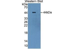 Detection of Recombinant PP13, Human using Polyclonal Antibody to Placental Protein 13 (PP13) (LGALS13 anticorps  (AA 1-139))