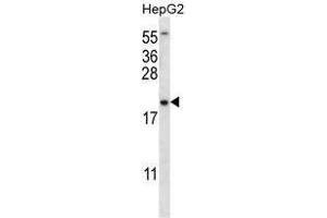 UBE2NL Antibody (N-term) western blot analysis in HepG2 cell line lysates (35 µg/lane). (UBE2NL anticorps  (N-Term))