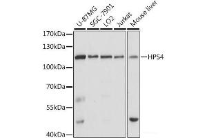 Western blot analysis of extracts of various cell lines using HPS4 Polyclonal Antibody at dilution of 1:1000. (HPS4 anticorps)