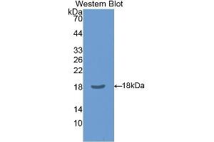 Western Blotting (WB) image for anti-Chloride Intracellular Channel 4 (CLIC4) (AA 104-253) antibody (ABIN1077931) (CLIC4 anticorps  (AA 104-253))