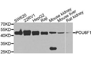Western blot analysis of extracts of various cell lines, using POU6F1 antibody. (POU6F1 anticorps  (AA 1-301))