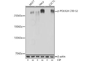Western blot analysis of extracts of various cell lines, using Phospho-POLR2A CTD-S2 Rabbit mAb  at 1:1000 dilution. (POLR2A/RPB1 anticorps  (pSer2))