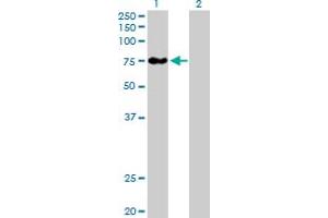 Western Blot analysis of BBS12 expression in transfected 293T cell line by BBS12 MaxPab polyclonal antibody. (BBS12 anticorps  (AA 1-710))