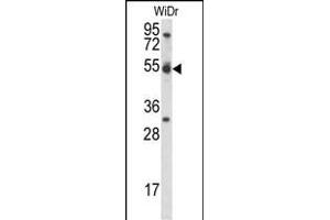 CCNI Antibody (C-term) (ABIN656962 and ABIN2846146) western blot analysis in WiDr cell line lysates (35 μg/lane). (Cyclin I anticorps  (C-Term))