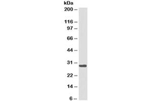 Western blot testing of Ramos cell lysate with HLA-DRB1 antibody cocktail (clones LN3 + HLA-DRB/1067). (HLA-DRB1 anticorps)