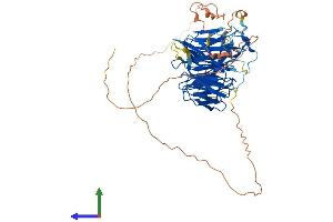 AlphaFold protein structure predicition of Mouse Recombinant Chaf1b Protein, UniprotID Q9D0N7