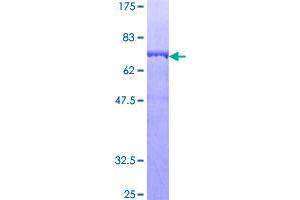 Image no. 1 for Septin 11 (SEPT11) (AA 1-429) protein (GST tag) (ABIN1319533)
