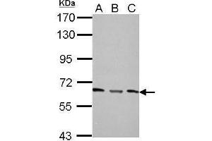 WB Image Sample (30 ug of whole cell lysate) A: NIH-3T3 B: JC C: BCL-1 7.