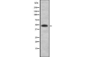 Western blot analysis of MAGEA1 using K562 whole cell lysates