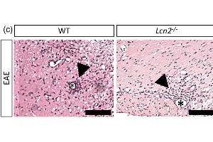 Histochemical staining of WT and Lcn2−/− SC slices (heamatoxylin/eosin).