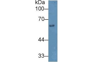 Western blot analysis of Mouse Skin lysate, using Mouse HPA Antibody (2 µg/ml) and HRP-conjugated Goat Anti-Rabbit antibody ( (HPSE anticorps  (AA 353-464))