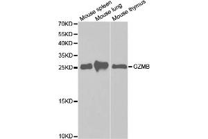 Western blot analysis of extracts of various cell lines, using GZMB antibody (ABIN5971382) at 1/1000 dilution. (GZMB anticorps)