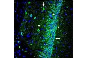 Expression of Shank1 in rat hippocampus - Immunohistochemical staining of perfusion-fixed frozen rat brain sections using Anti-Shank1 Antibody (ABIN7043626, ABIN7045152 and ABIN7045153), (1:300), followed by goat anti-rabbit-AlexaFluor-488 secondary antibody.