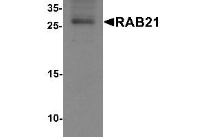Western blot analysis of RAB21 in mouse kidney tissue lysate with RAB21 antibody at 1 µg/mL. (RAB21 anticorps  (C-Term))