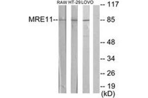 Western blot analysis of extracts from RAW264. (Mre11 anticorps  (AA 431-480))