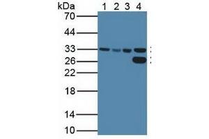 Rabbit Detection antibody from the kit in WB with Positive Control:  Sample  Lane1: Human HeLa Cells; Lane2: Human HepG2 Cells; Lane3: Human K562 Cells; Lane4: Porcine Liver Tissue. (CDK2 Kit ELISA)