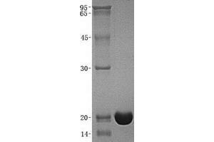 Validation with Western Blot (IFNA2 Protéine)