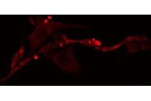 ABIN6275293 staining Hela cells by IF/ICC. (NEURL2 anticorps  (Internal Region))