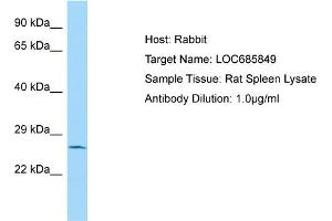 WB Suggested Anti-LOC685849 Antibody   Titration: 1. (LOC685849 anticorps  (N-Term))