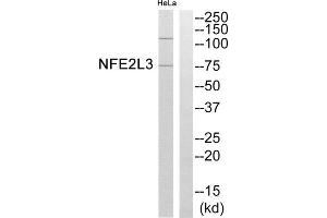 Western blot analysis of extracts from HeLa cells, using NFE2L3 antibody. (NFE2L3 anticorps  (Internal Region))